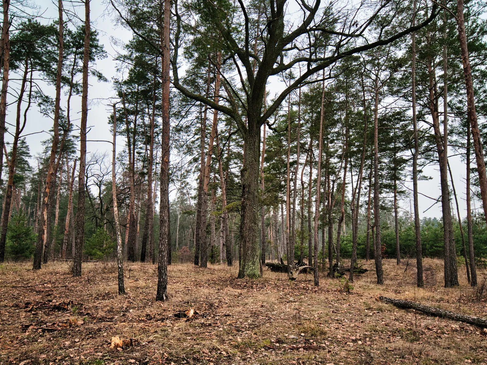 Land Clearing & Forestry Mulching in Twin Lakes, WI
