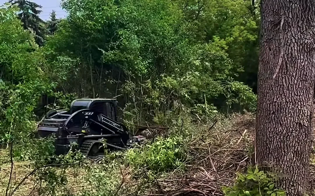 A compact track loader running a forestry mulcher into thick summer brush on a southern Wisconsin lot