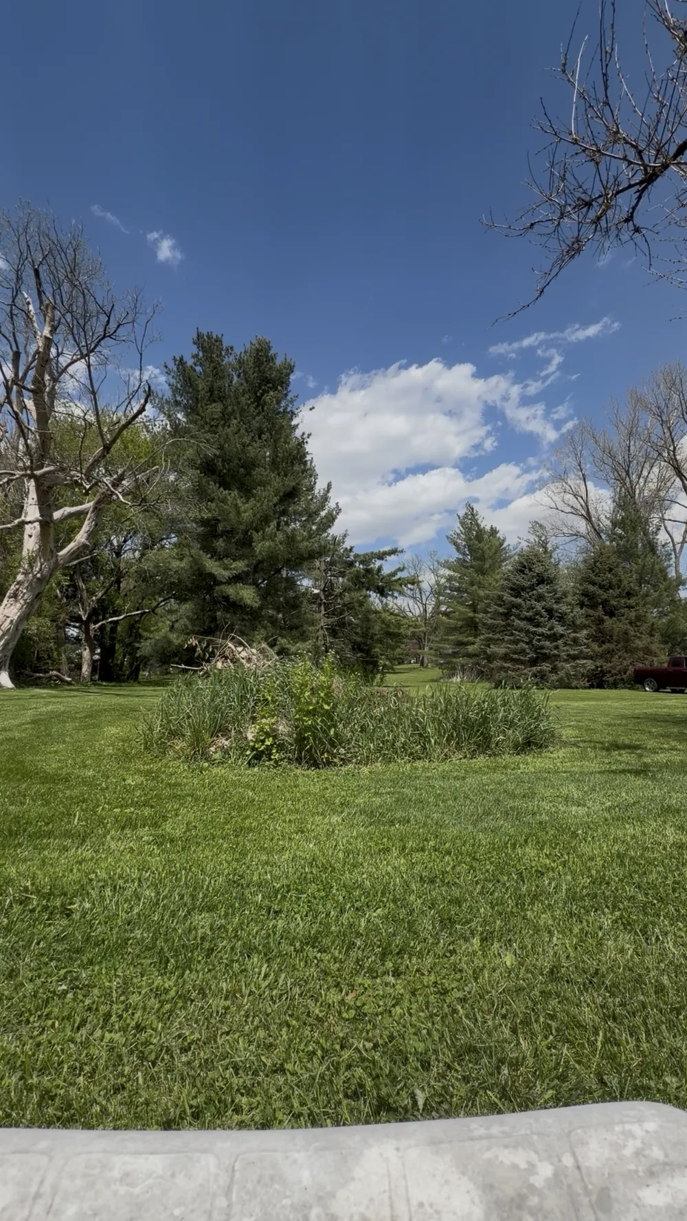 Reclaimed green field with a clean tree line