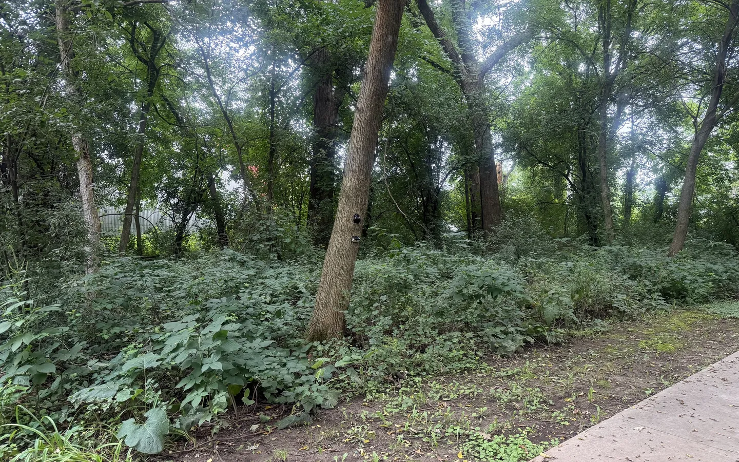 A wooded lot in southern Wisconsin before clearing, with dense brush and saplings between the mature trees beside a paved path