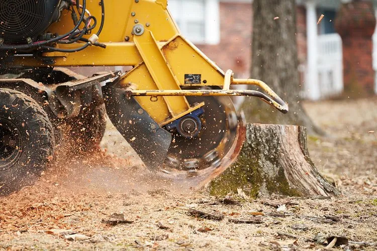 Stump Grinding & Removal in Whitewater, WI