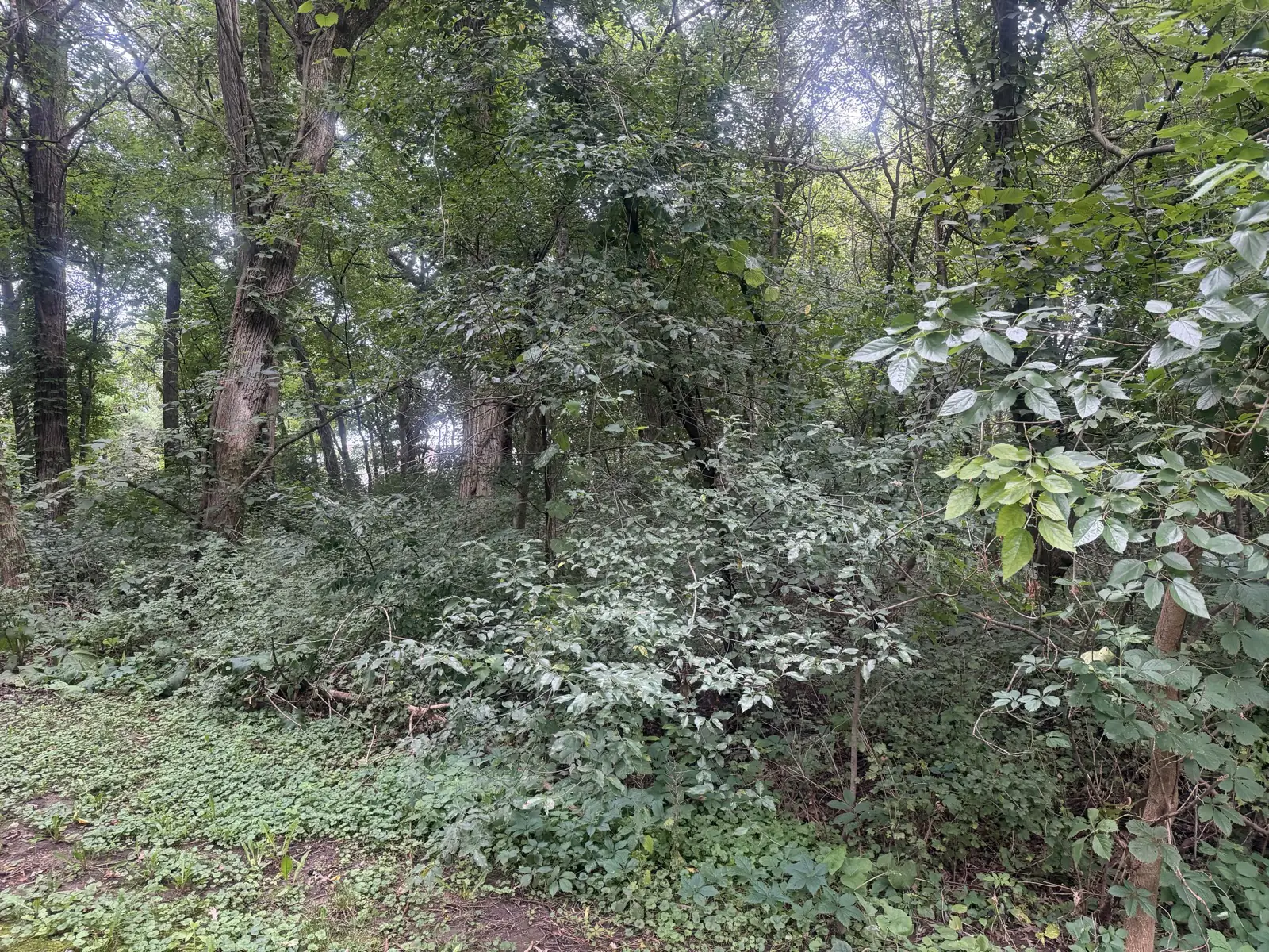 Dense brush and saplings crowding the ground under mature trees before underbrushing
